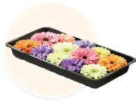 ご葬儀時にお花盆（２万円相当）プレゼント